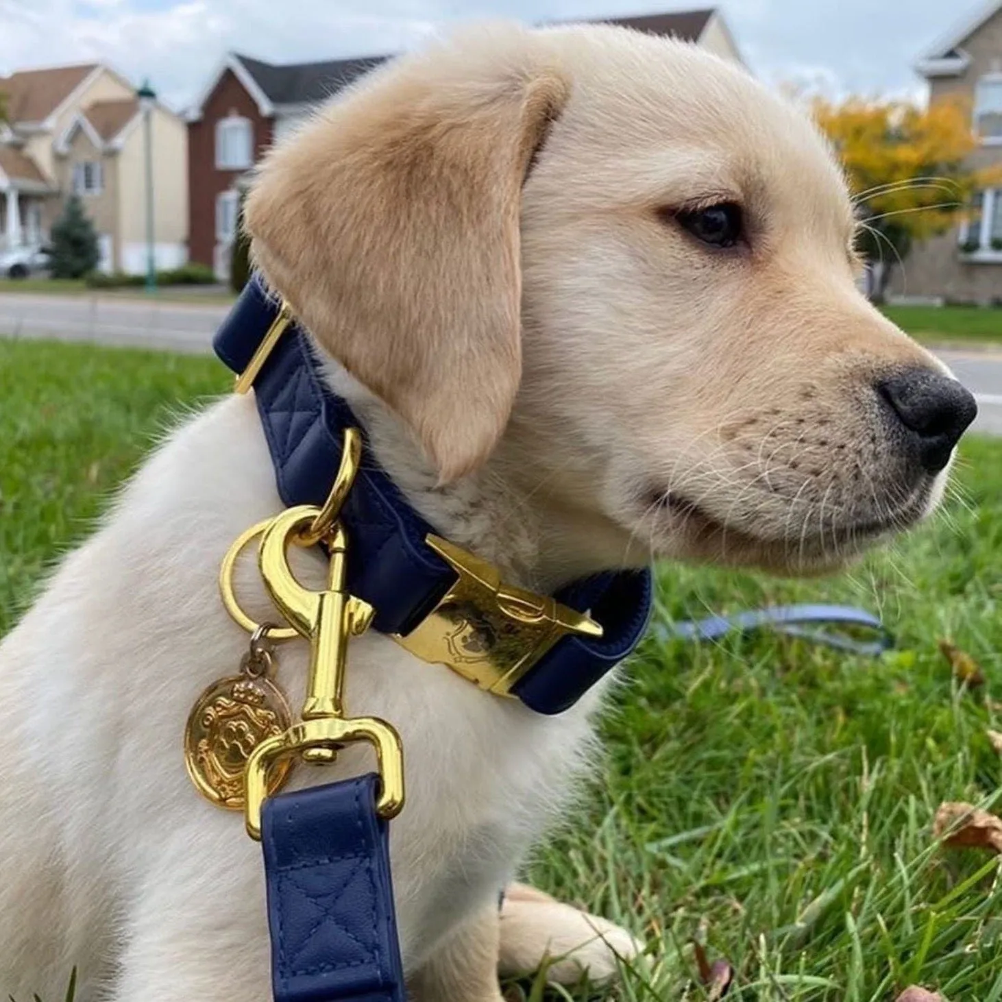 Royal Blue Leash