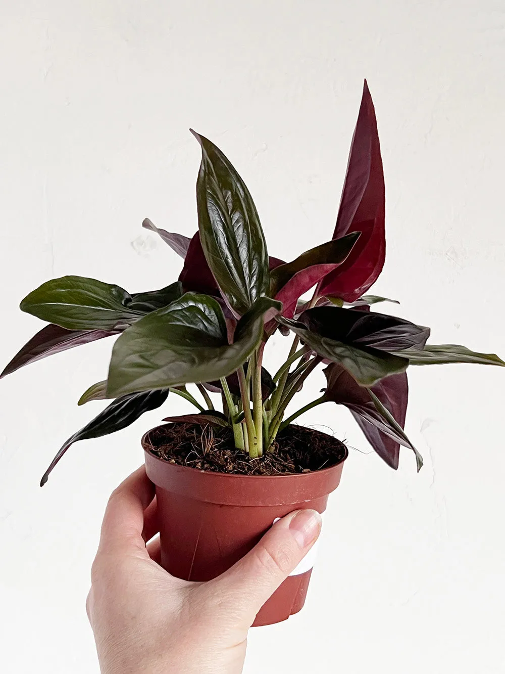 Syngonium Red Arrow